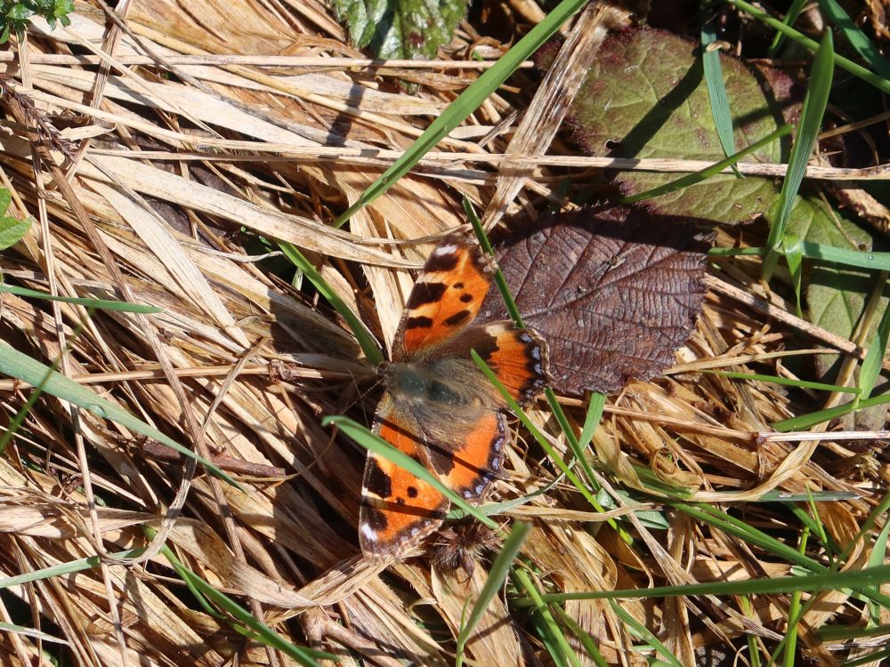 Schmetterling Kleiner Fuchs