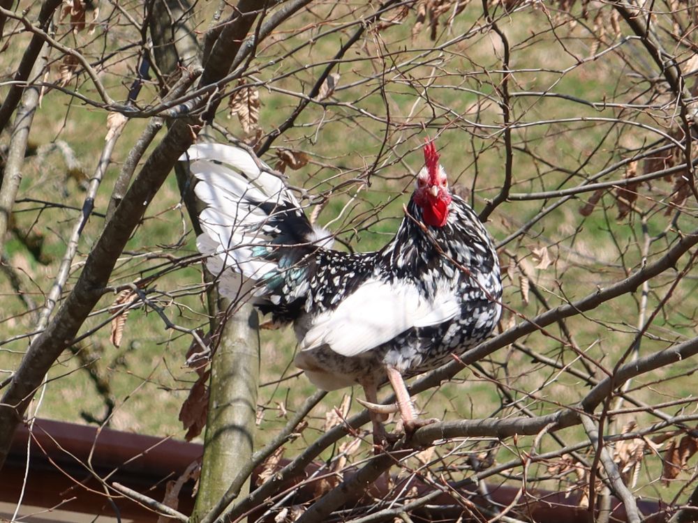 Hahn im Baum