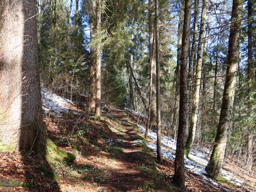 Waldpfad