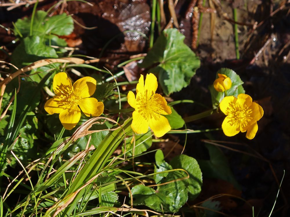 Sumpfdotterblumen