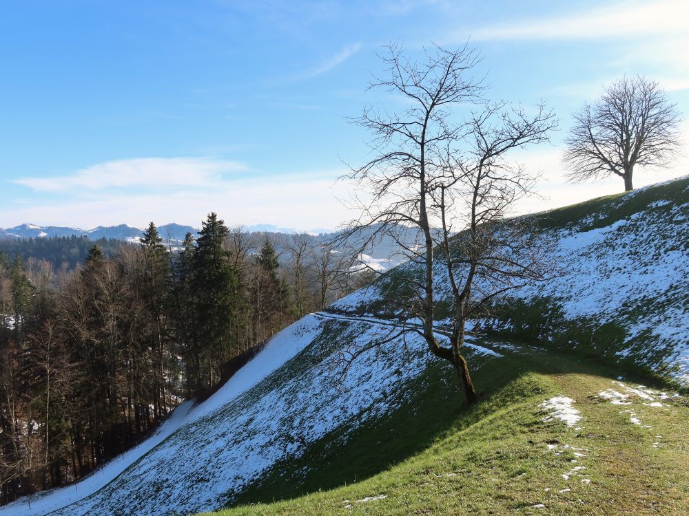 Wiesenpfad beo Höchstock