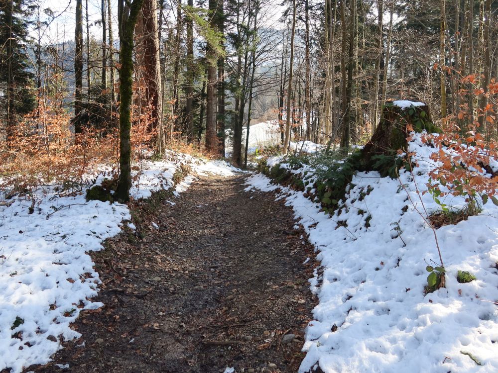 Waldweg