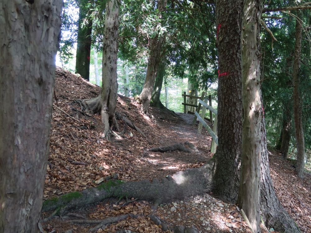 Waldpfad