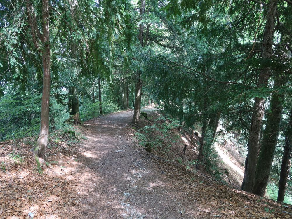 Waldpfad