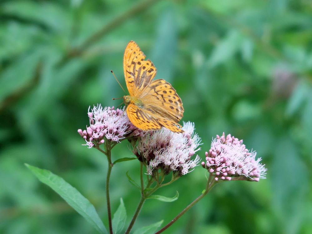 Schmetterling Kaisermantel