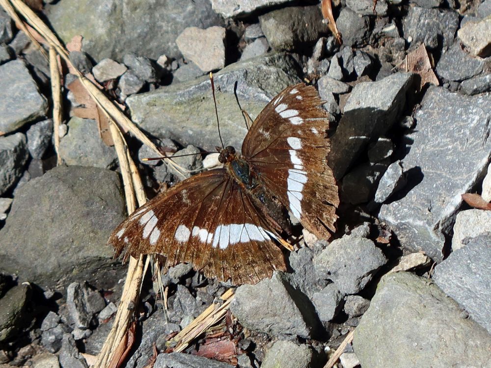Schmetterling Kleiner Eisvogel