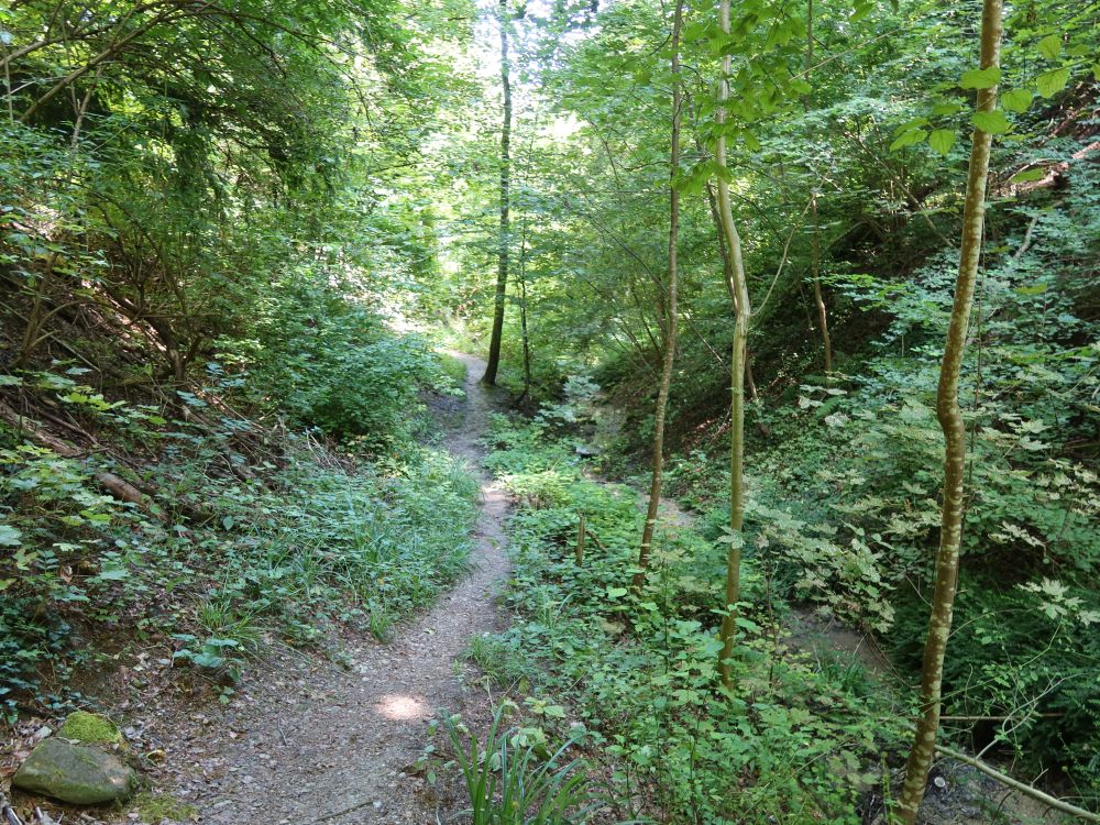 Pfad am Rüschlibach