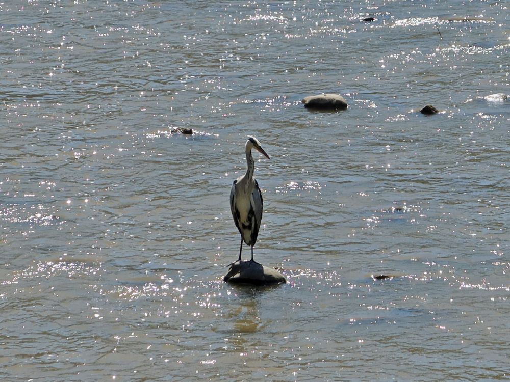 Reiher in der Sihl