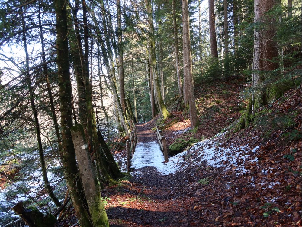 Pfad im Rütiweiherwald