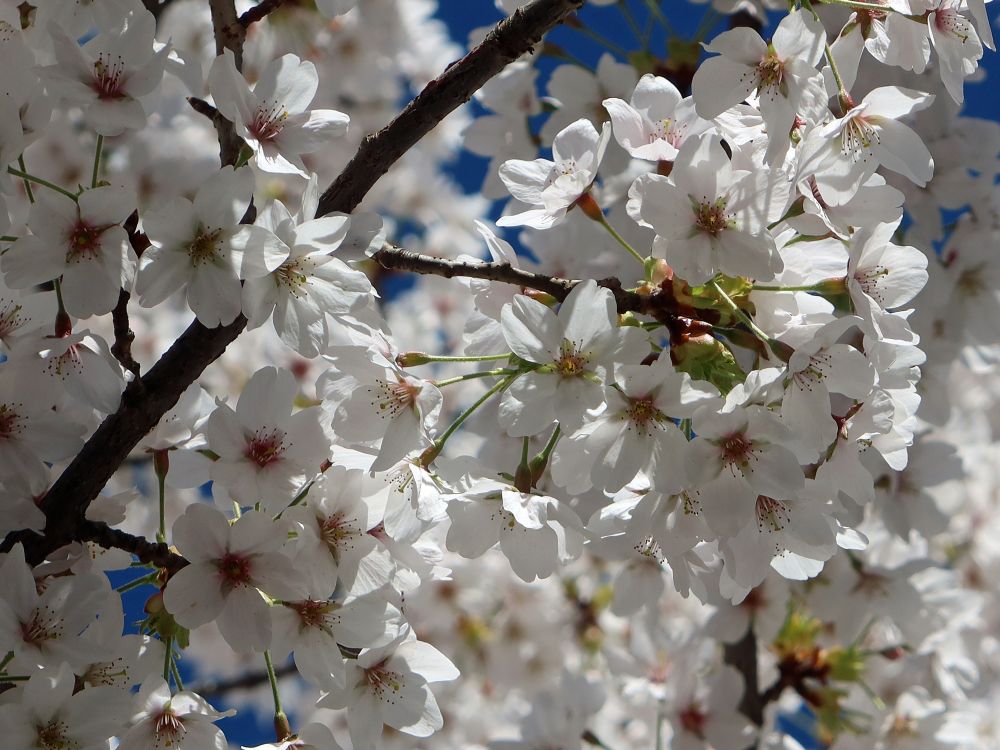 Kirschblüten