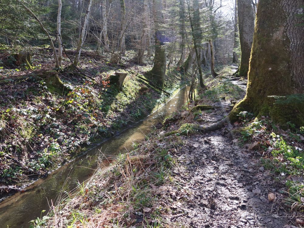 Pfad am Eichweiher