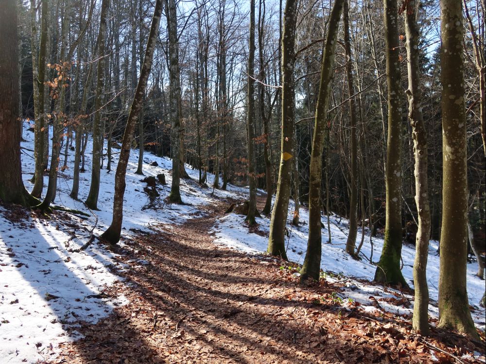 Pfad im Freudenbergwald