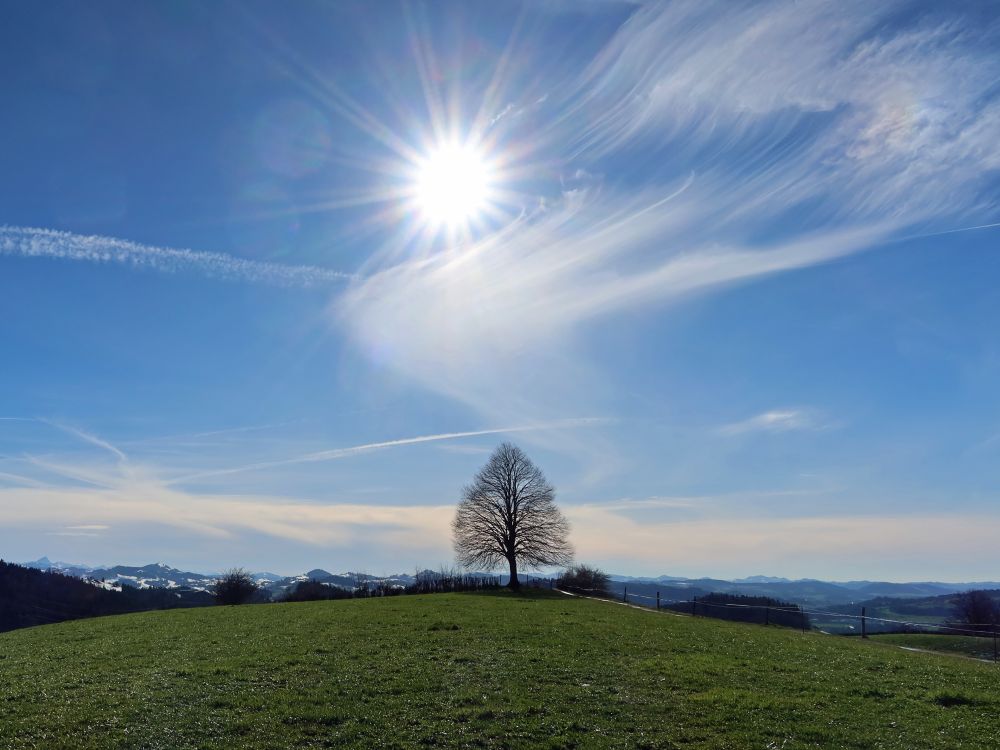 Kapflinde im Gegenlicht