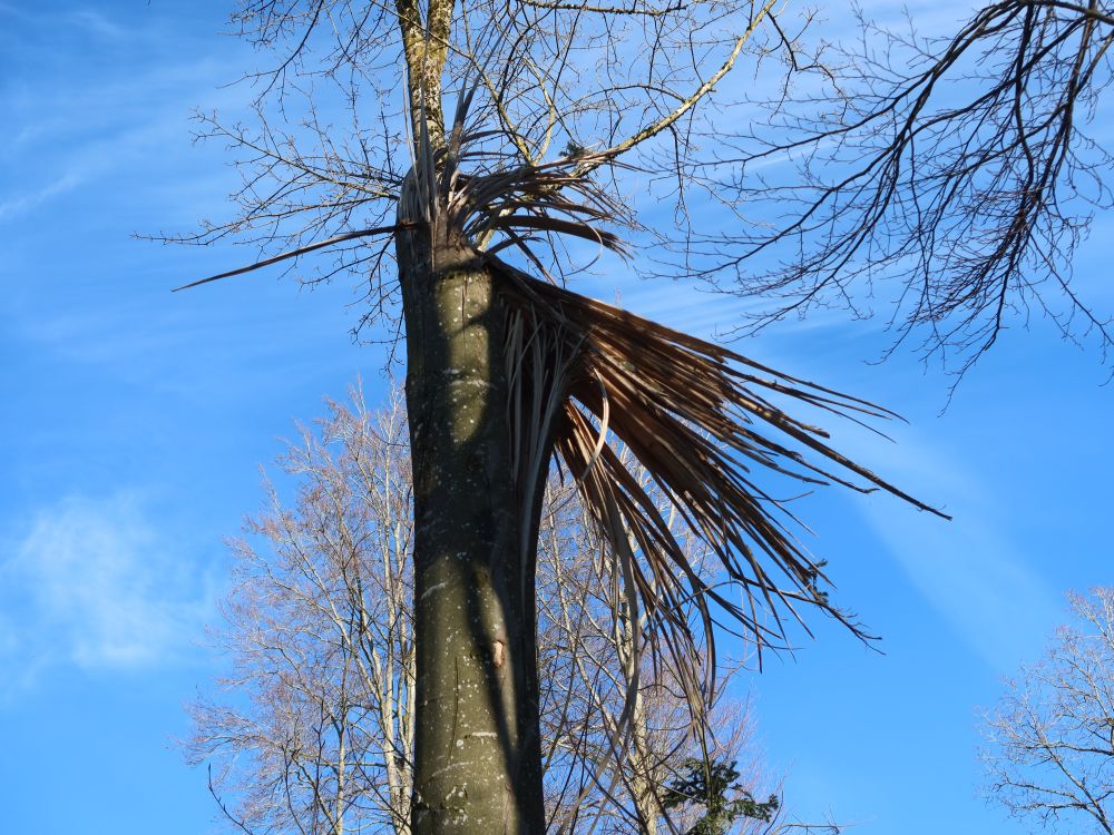 abgerissener Baum