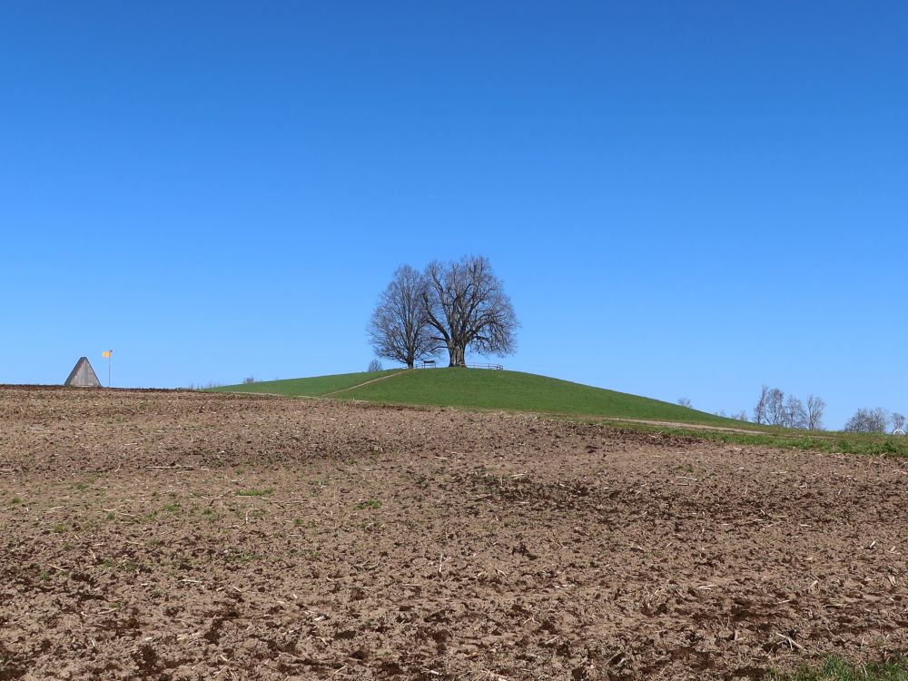 Bäume auf dem Josefsgütsch
