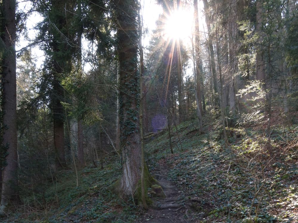 Aufstieg Baarburg im Gegenlicht