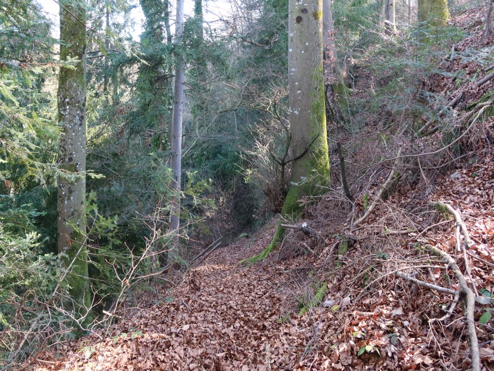 Waldpfad