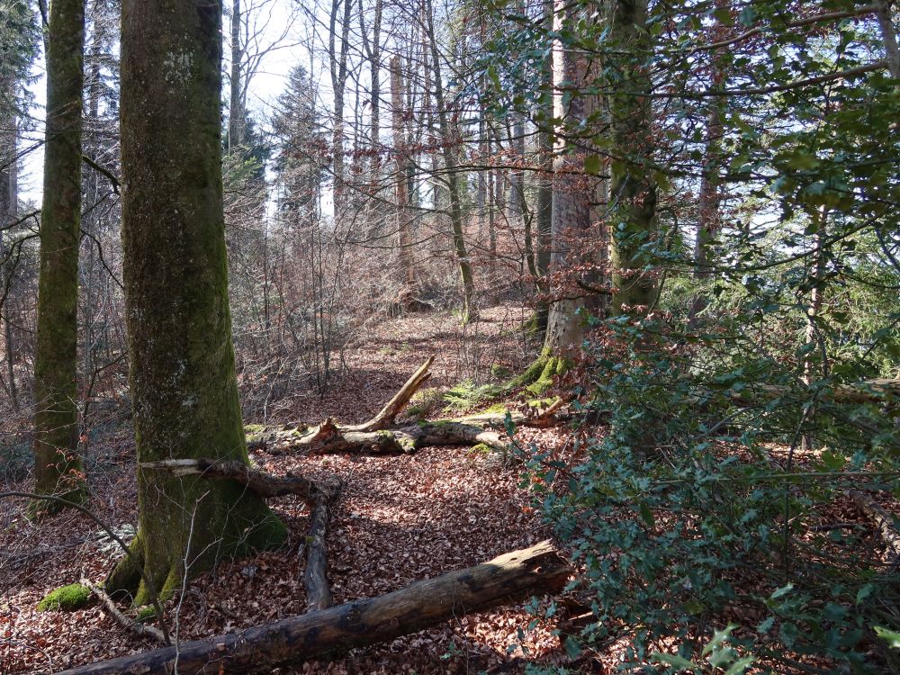 Pfad auf der Baarburg