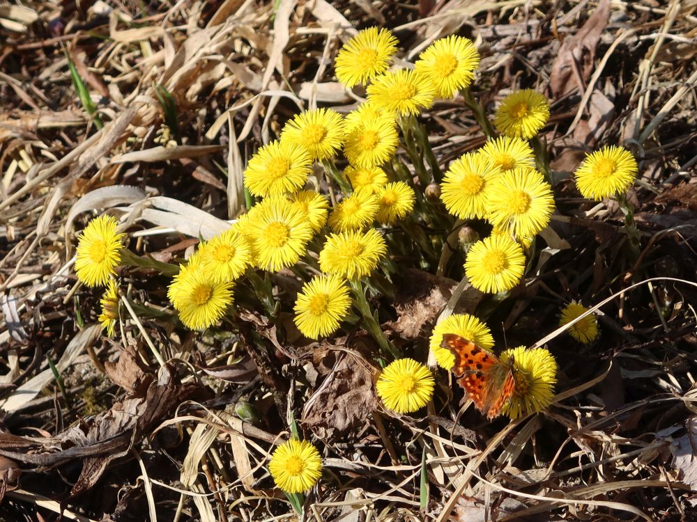 Huflattich mit Schmetterling
