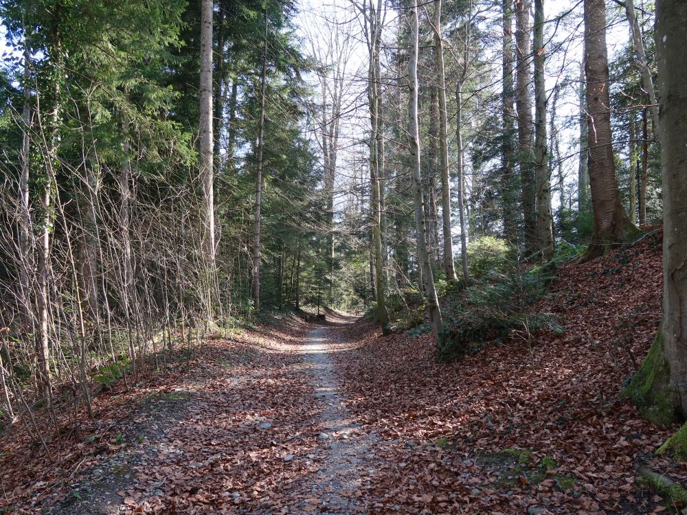 Waldpfad