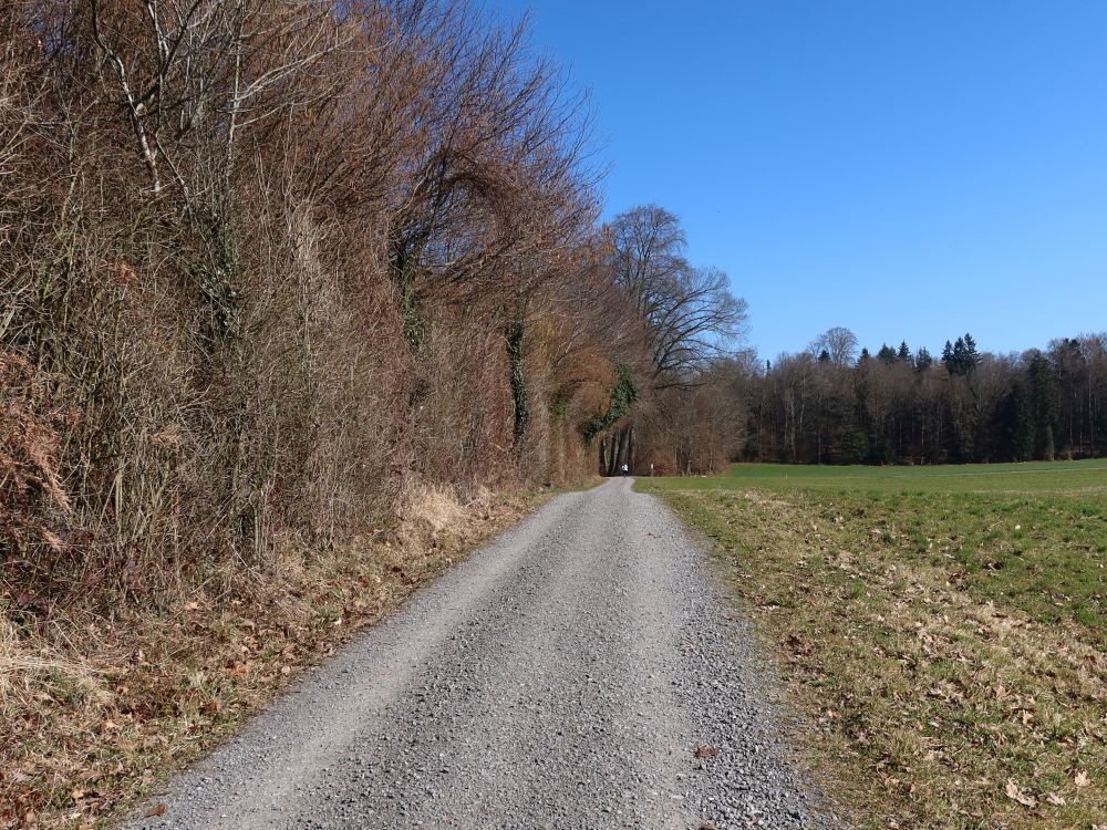 Weg am Waldrand