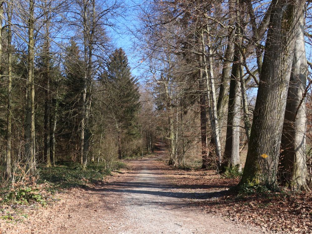 Waldweg