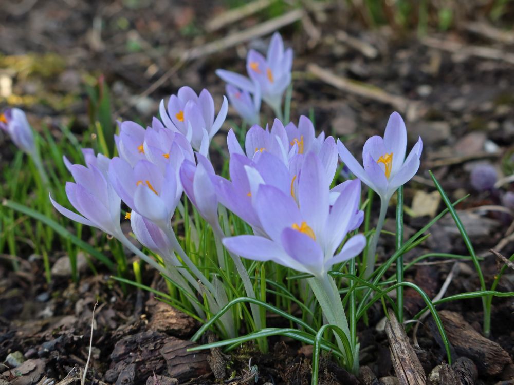 Krokusse