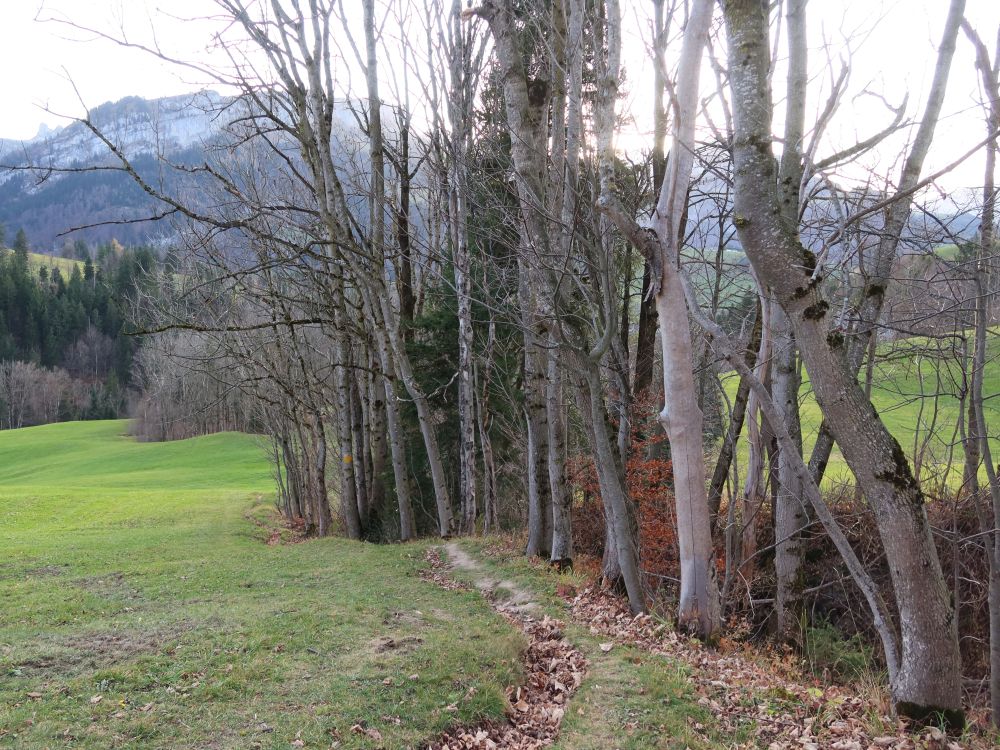 Pfad über Hintere Waldschaft