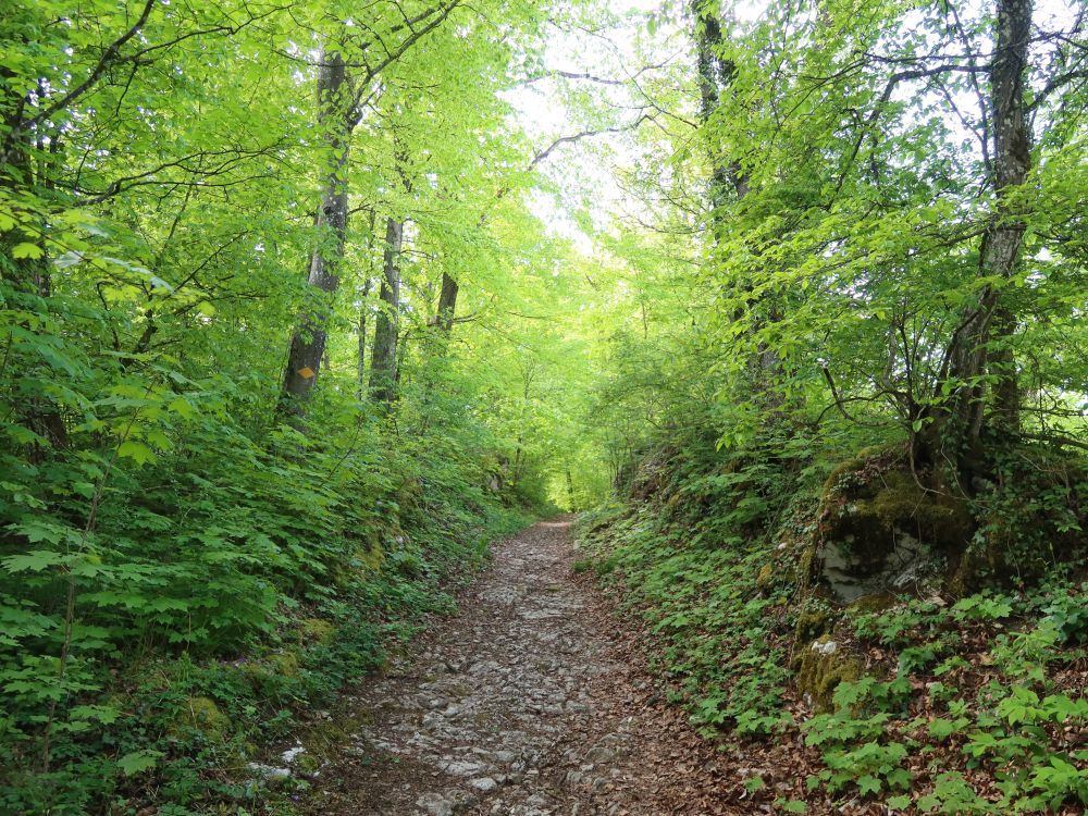 Waldpfad