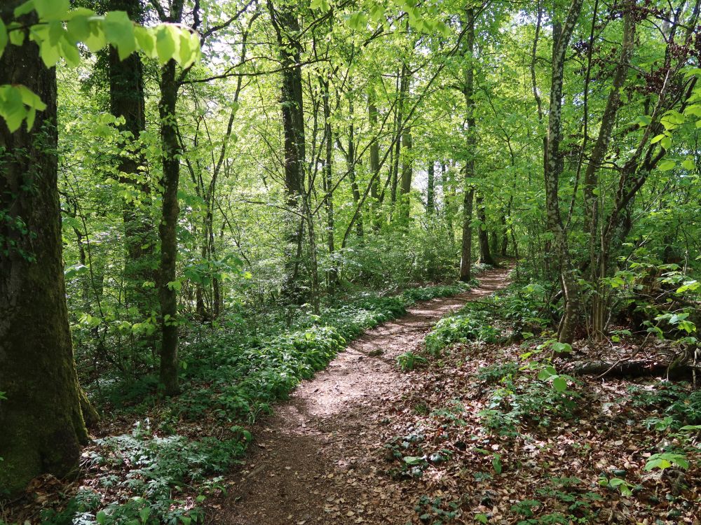 Waldpfad