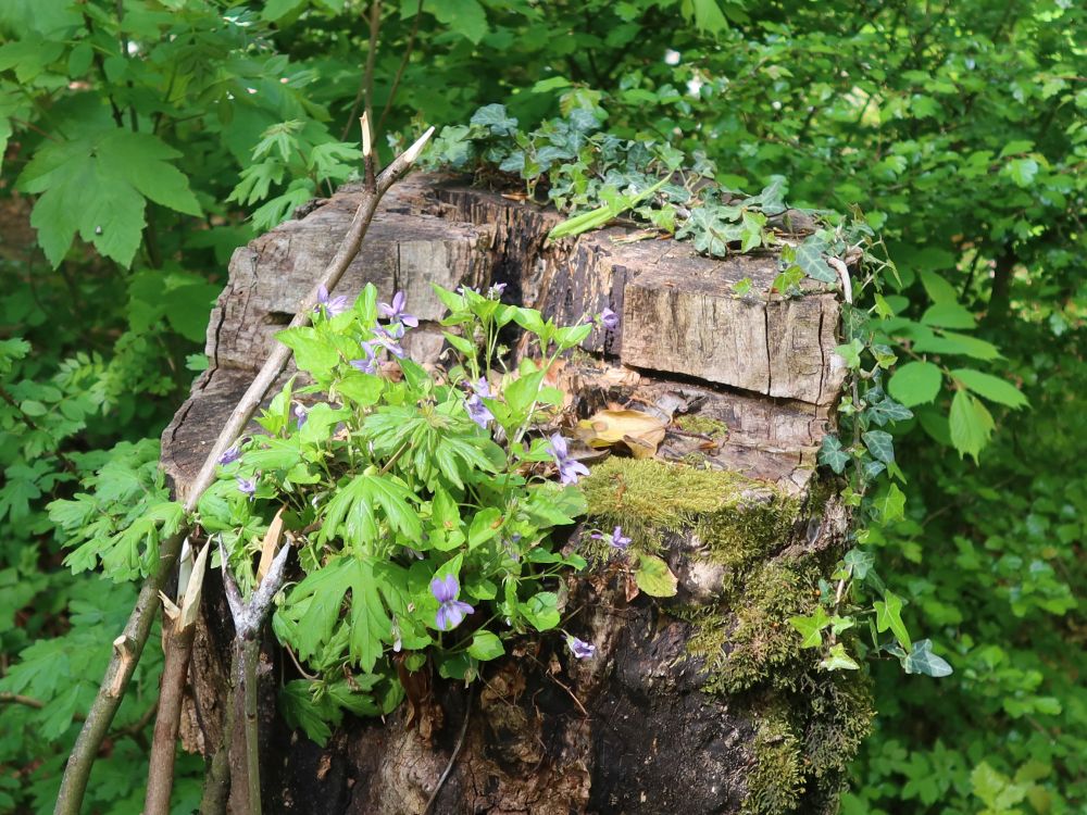 Bewuchs am Baumstumpf