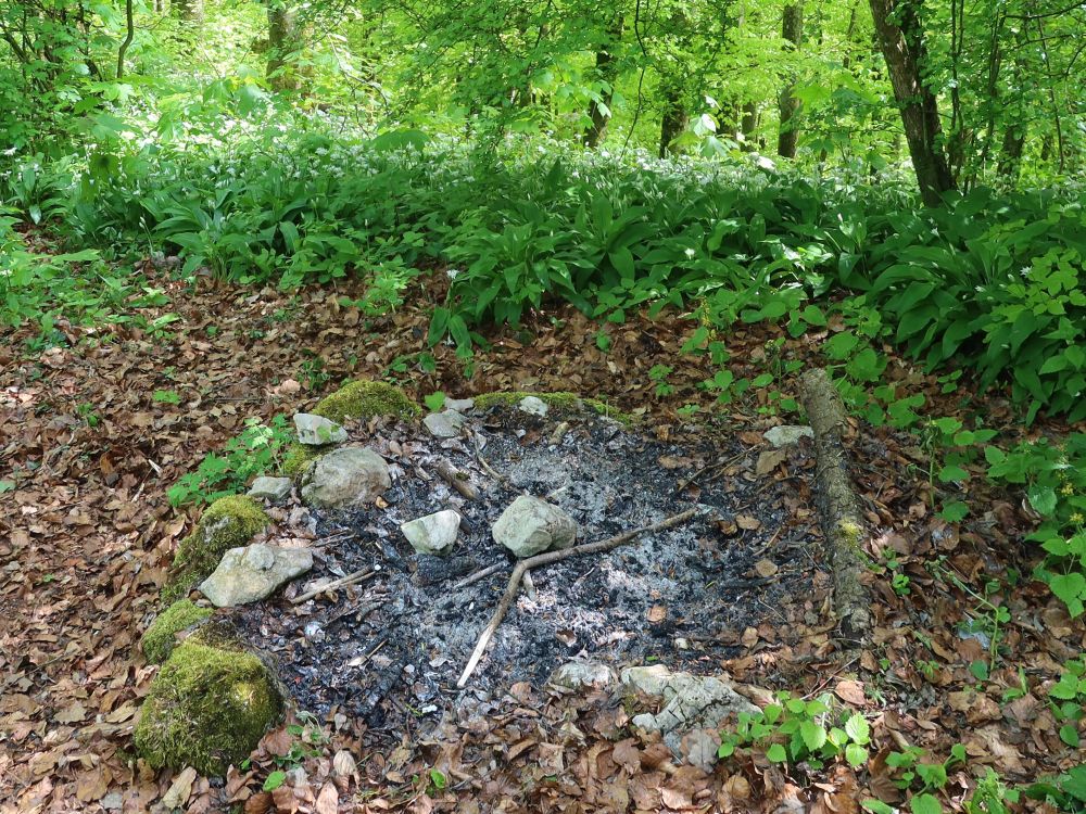Bärlauch um Feuerstelle