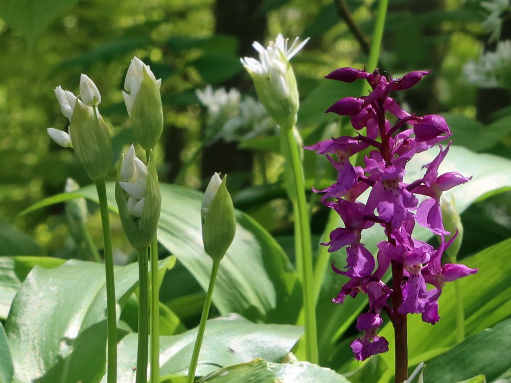 Bärlauch und Orchisee