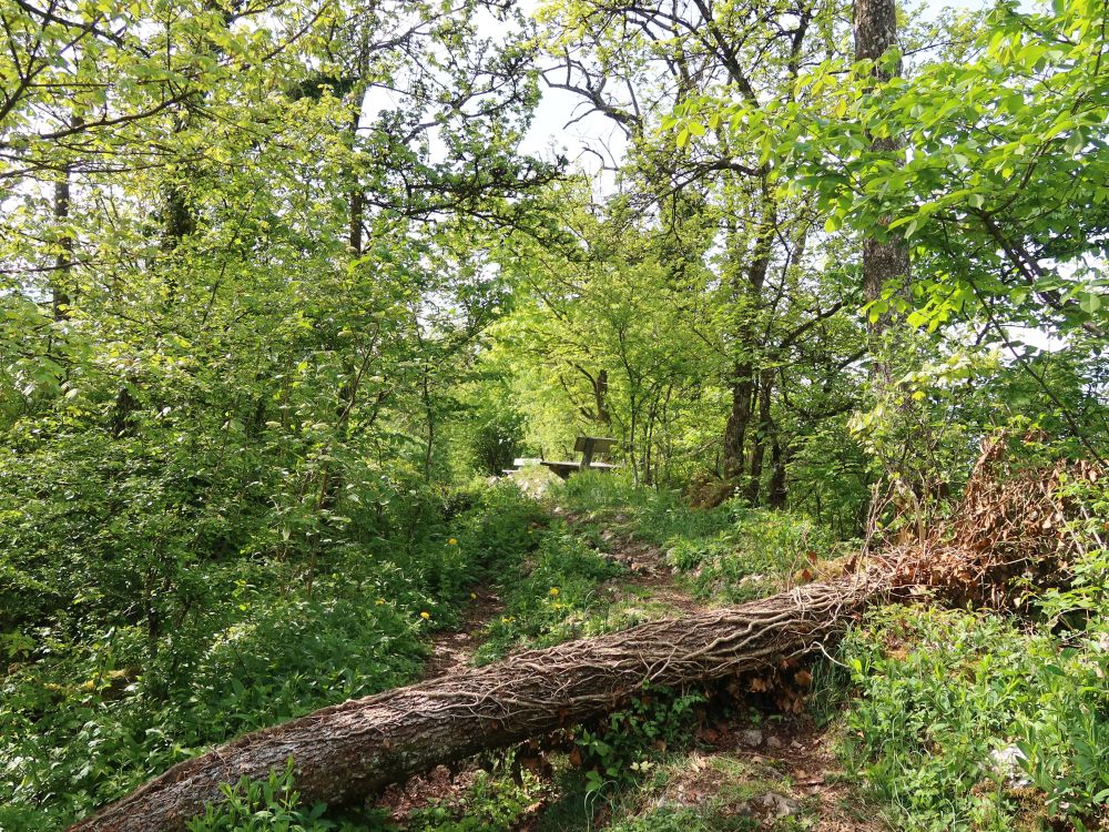 Behinderung am Gratweg