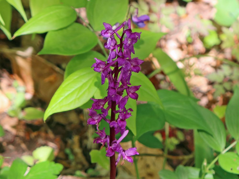 Orchidee