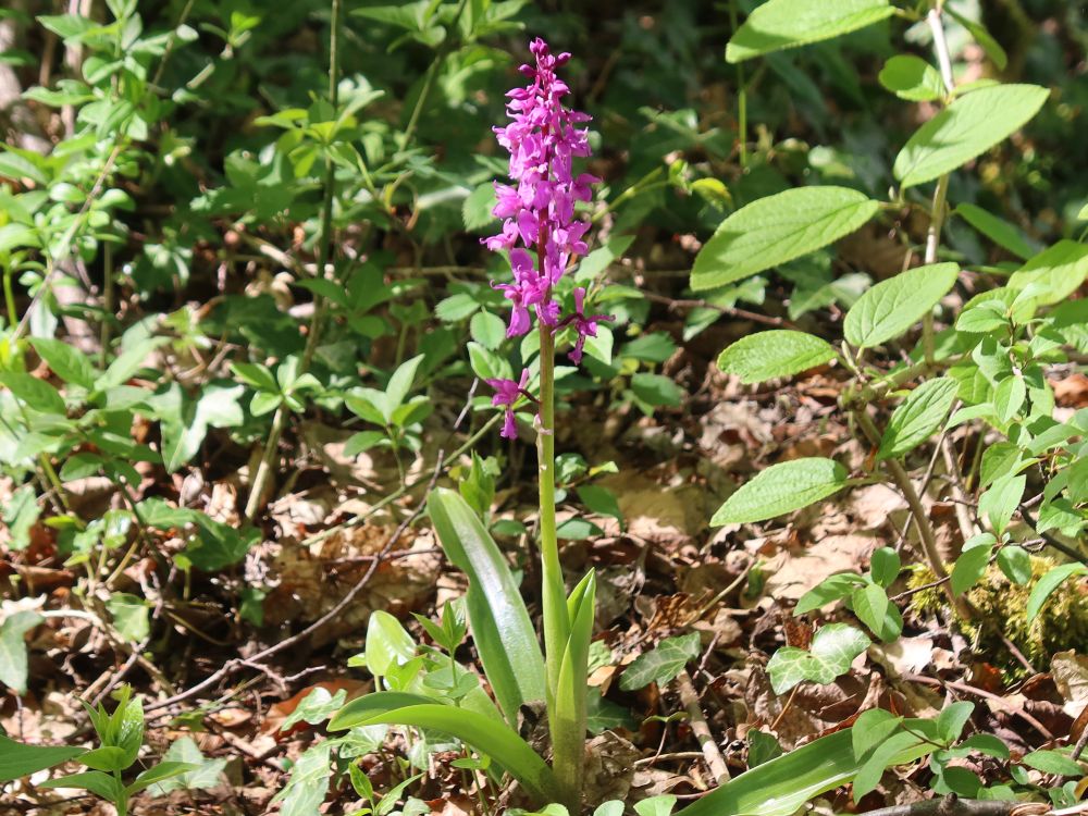 Orchidee