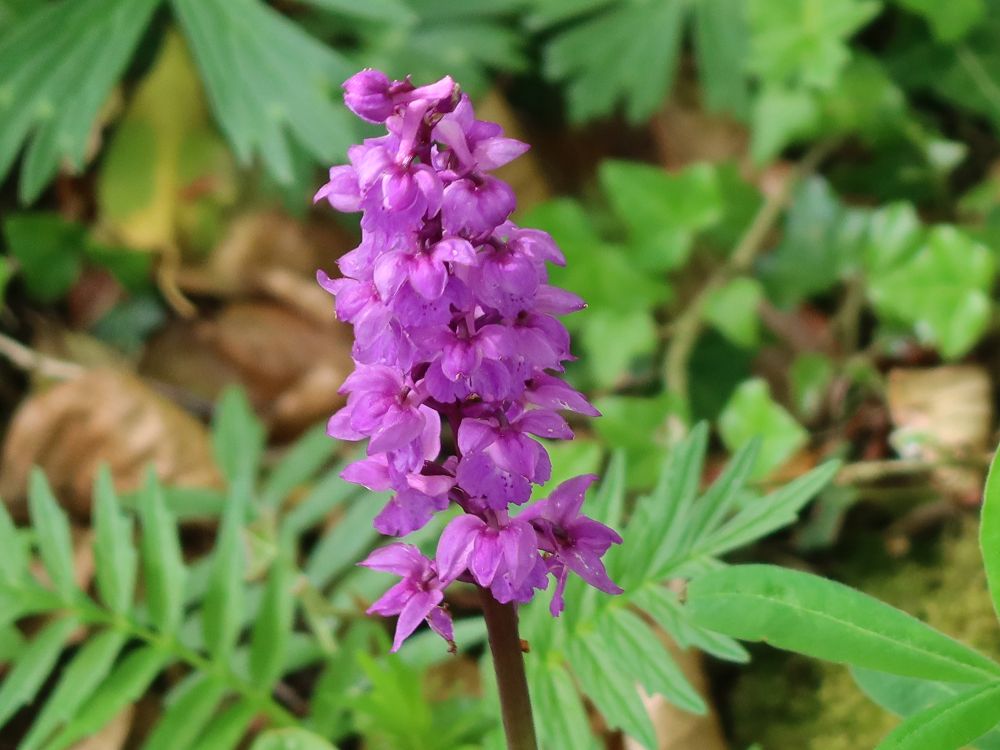 Orchidee