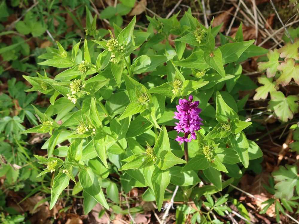 Orchidee zwischen Schwalbenwurz