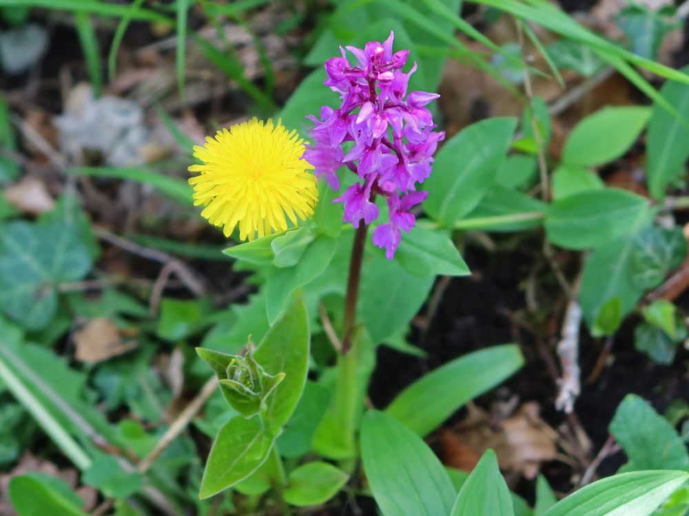 Löwenzahn und Orchidee