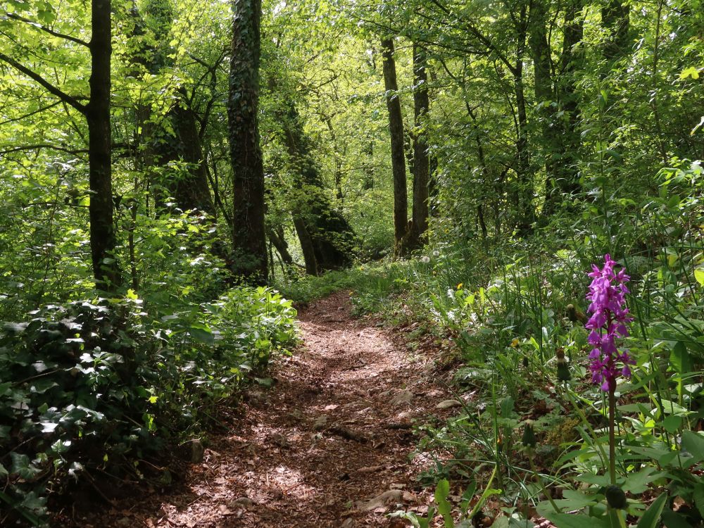 Orchidee am Gratweg
