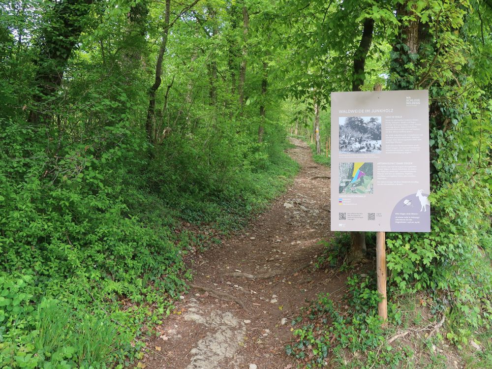 Infotafel zur Waldweide