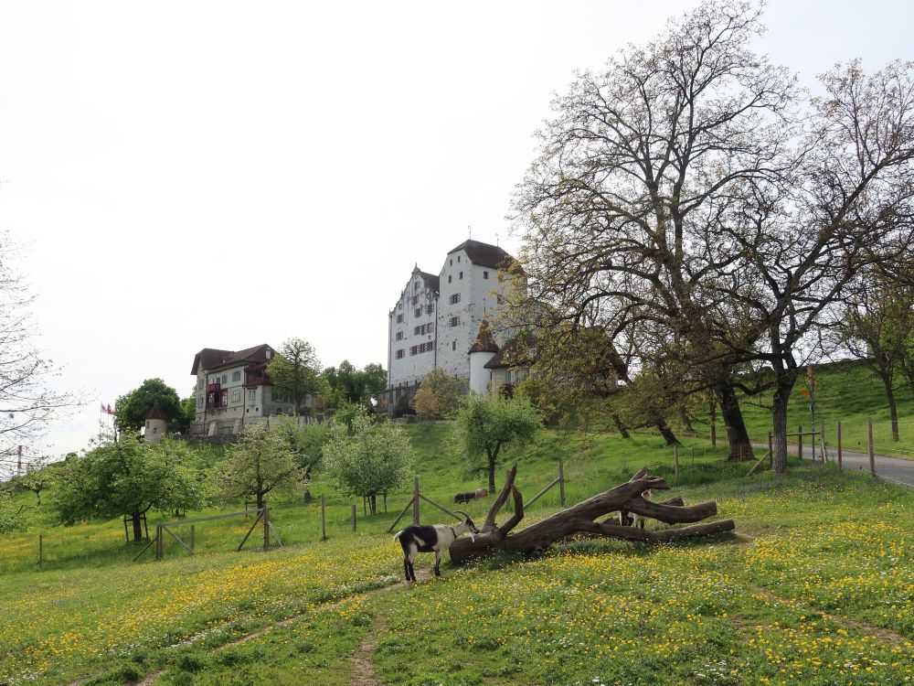Schloss Wildegg