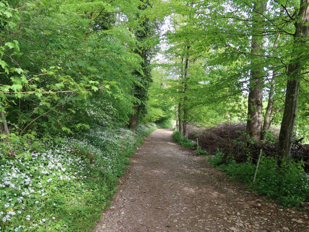 Bärlauch am Wegesrand