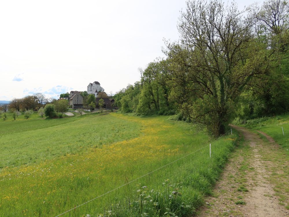 Blick zum Schloss Wildegg