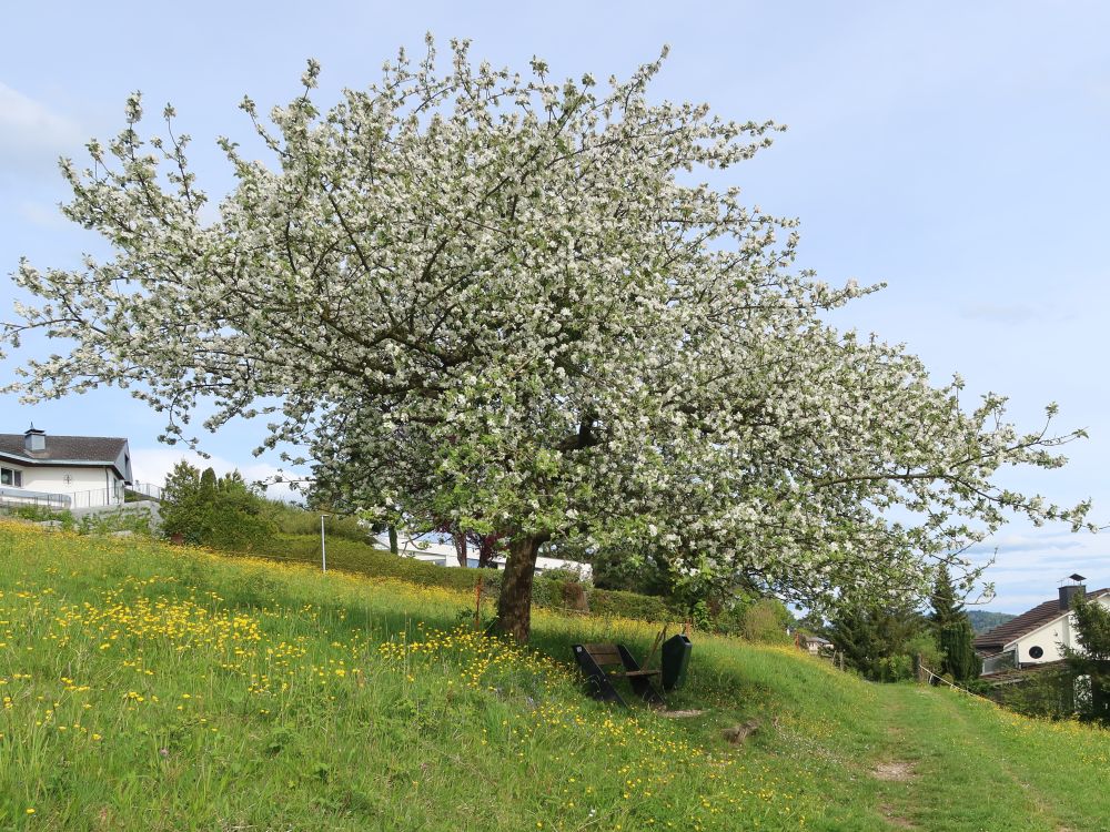 blühender Baum