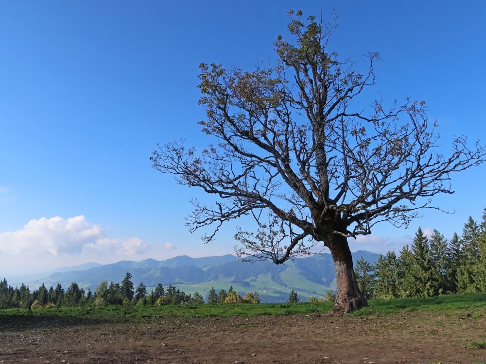 kahler Baum