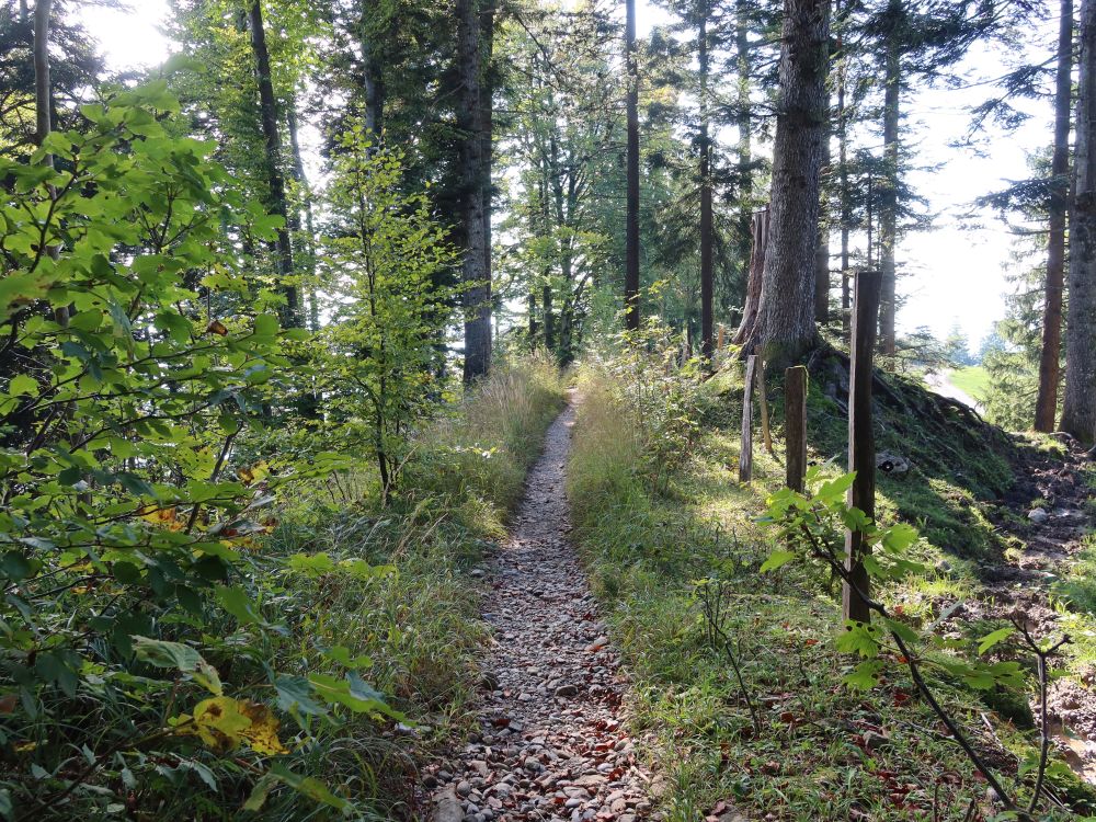 Waldpfad