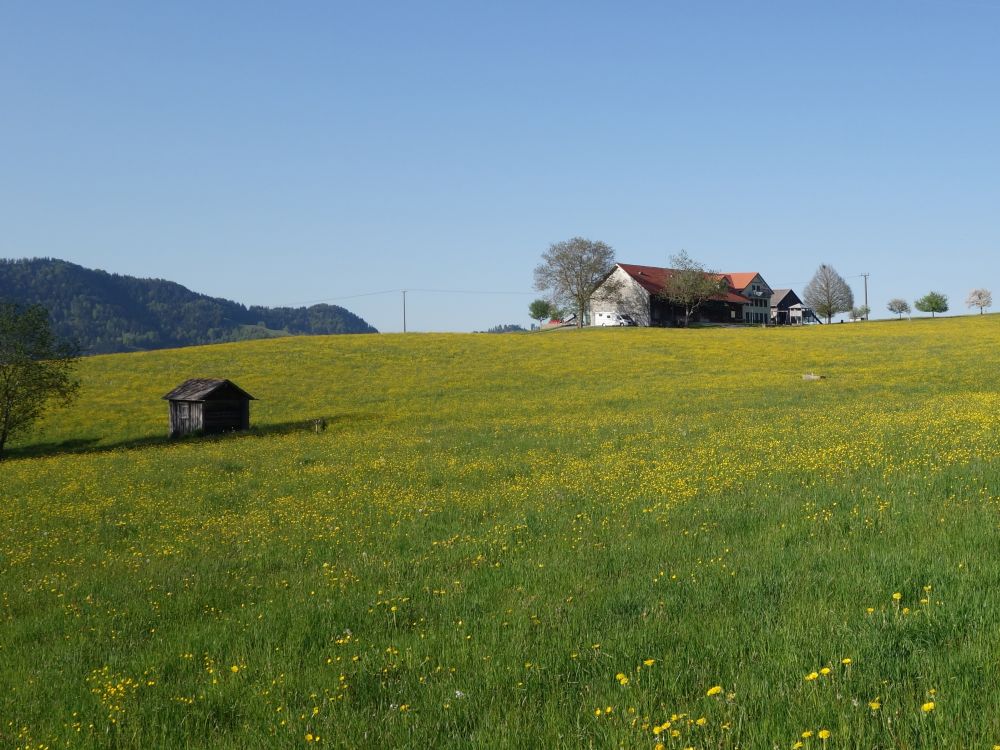 gelbe Blumenwiese