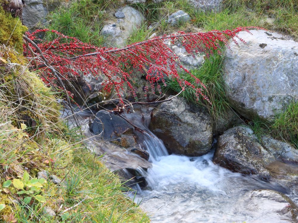 rote Beeren am kleinen Wasserfall