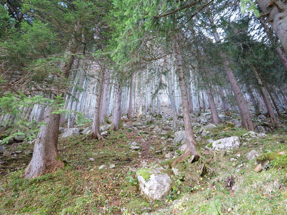 Bäume am steilen Hang